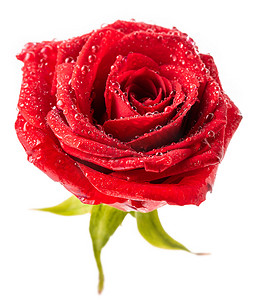 红色的玫瑰，花瓣上有紫色的露珠。白色背景的分离