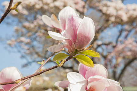 美丽的木兰树在盛开与粉红色和白色的花朵, 春天公园的背景