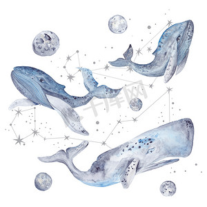 鲸鱼与星星的水彩插图