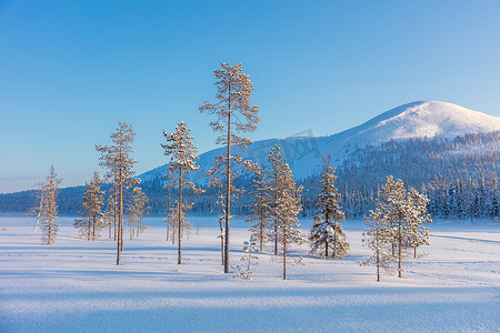 北方的冬天景观-松树、 森林和山 