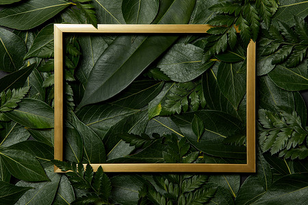 金框摄影照片_绿色新鲜叶子背景上金框的顶视图