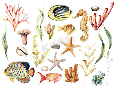 打印摄影照片_水彩套装有热带鱼类和珊瑚礁植物。手绘蝴蝶鱼，天使鱼，海马和拉米那亚孤立的白色背景。用于设计、打印或背景的插图.