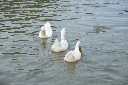 夏天，白鸭飘过江面.
