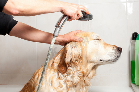 狗洗澡摄影照片_一只狗到浴室
