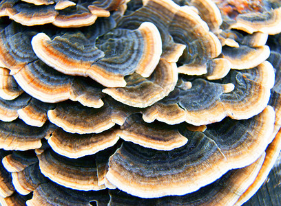 mushroom摄影照片_野生蘑菇