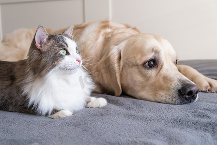 宠物科室牌摄影照片_灰猫和金狗一起躺在婴儿床上。宠物之间的交流.