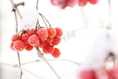 冬日冰冻的冬眠在雪地下.在雪地里的Viburnum红色浆果。很好的冬天霜冻