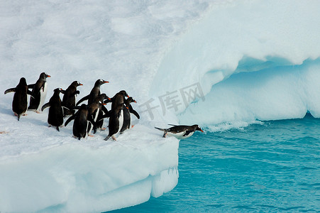 企鹅hello摄影照片_阿德利企鹅准备跳水