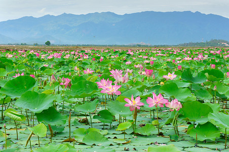 Vietnam flower, lotus flower, lotus pond