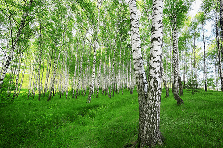 桦树林摄影照片_夏天在阳光明媚的白桦林