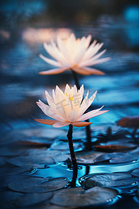 亮晶晶的白色水百合在一起.蓝色背景的白莲。池塘里美丽的花朵。热带植物天然墙纸。水生植物。宏观摄影