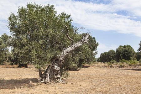 橄榄树在 Salento，普利亚，意大利