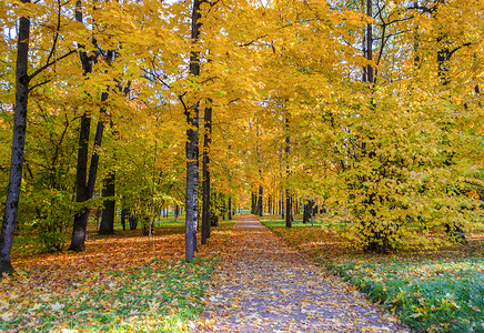 Alexander Park in autumn, Pushkin (Tsarskoe Selo), St. Petersburg, Russia