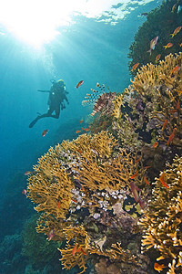 做核酸场面摄影照片_令人惊叹的珊瑚礁现场