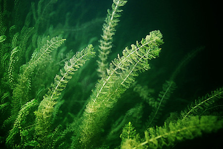 水下藻类摄影照片_水下的绿色藻类