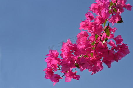 粉色杜鹃摄影照片_粉色的花朵和蓝色的天空