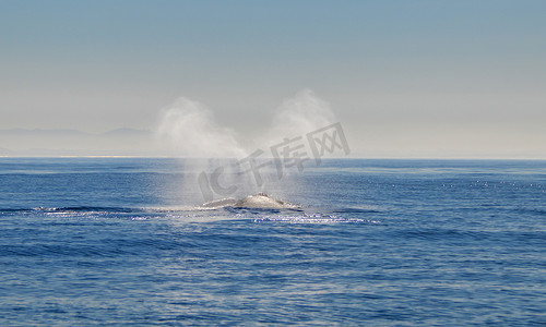南右鲸鱼的看法在错误海湾吹, 南非