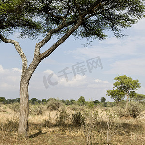 景区与塞伦盖蒂，坦桑尼亚，非洲树视图