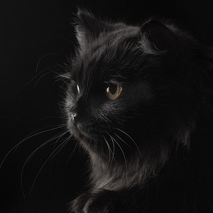 黑色背景的黑色波斯猫