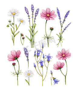 野生花卉的集合。水彩插图