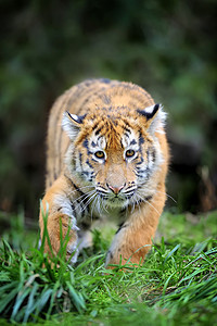 小老虎摄影照片_在草丛中的小老虎