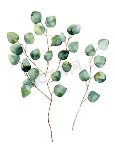 水彩银元花与圆叶和树枝。手绘的白杨树元素。花卉插图孤立于白色背景上。用于设计、纺织品和背景.