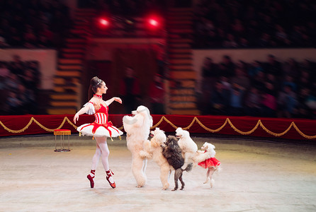 滑稽的狗表演在马戏团环.