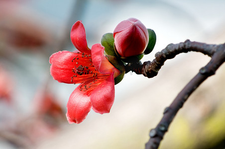 深红摄影照片_木棉的花朵