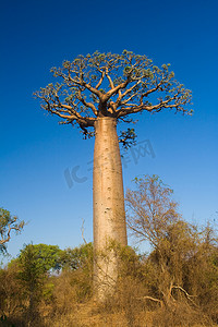 千秋伟业百年风华摄影照片_猴面包树马达加斯加
