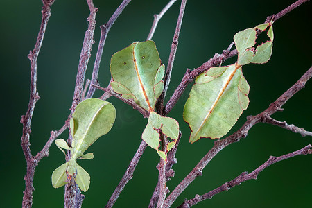 受保护摄影照片_叶虫（Phyllium westwoodii） 、绿叶虫或行走的叶子被伪装成叶子的样子，稀有且受保护。选择焦点，模糊的绿色背景，复制空间