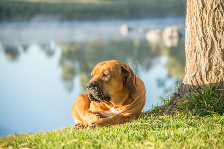 齐白石柳树摄影照片_南非獒狗躺在河边.