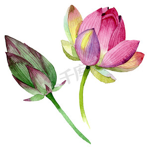 粉红莲花植物花。水彩背景插图集。隔离的十隆博插图元件.