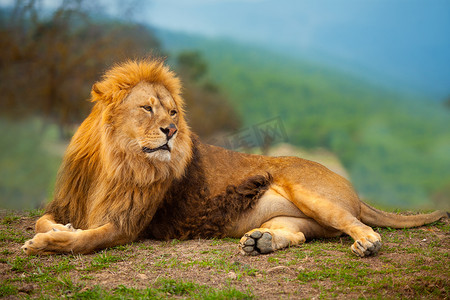 休息一会儿躺在山上的狮子男
