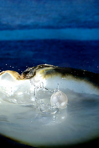 有珍珠的海贝壳 