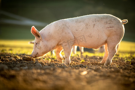 在有机肉类农场的草地上吃的猪