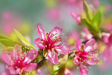 美妆春光节电商摄影照片_春天的花园里,果树盛开.美丽明亮的春光背景.春天花园