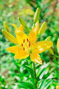 黄色百合摄影照片_黄色百合花卉特写。雌蕊、 雄蕊和花粉。宏观.