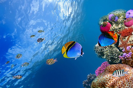 鲅鱼摄影照片_马鲅鱼 （chaetodon 御夫座)、 红海、 埃及