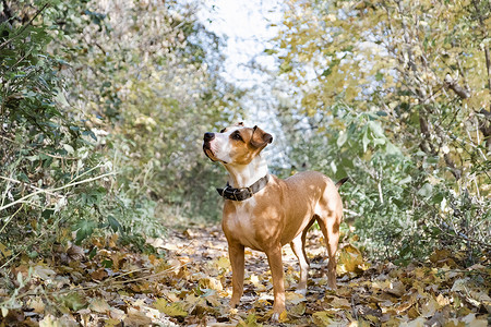 凋谢摄影照片_美丽的斯塔福德郡猎狗站在秋天的公园。年轻的斗牛犬被黄色的枫叶和凋谢的秋天的自然所包围