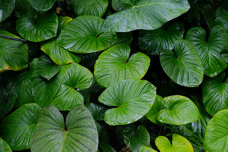 绿叶质感摄影照片_创意布局，扁平的热带叶，抽象的绿叶质感，自然背景