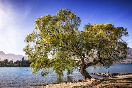 树的瓦卡蒂普湖