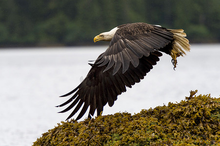 老鹰飞行在海岸, 斯基纳女王夏洛特区域区, 海达 Gwaii, 格雷厄姆海岛, 不列颠哥伦比亚省, 加拿大