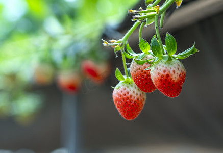 花园里的架子上挂着红熟的草莓.这种水果富含维生素C和对人体健康有益的矿物质