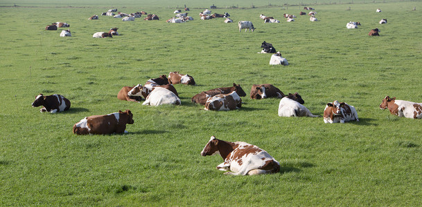 斑点奶牛躺在荷兰乌得勒支附近绿草如茵的夏季草地上