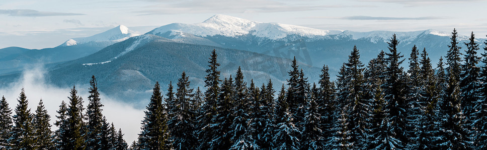 白色蓬松云雾中松树覆盖的雪山风景，全景拍摄