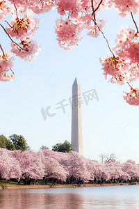 华盛顿的樱花节，华盛顿纪念馆围绕着潮汐盆地