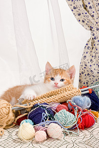 针织的小猫