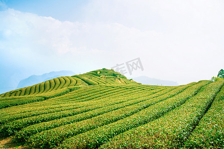 美丽的茶园排景与蓝天云彩隔离，茶具设计理念背景，复制空间，鸟瞰