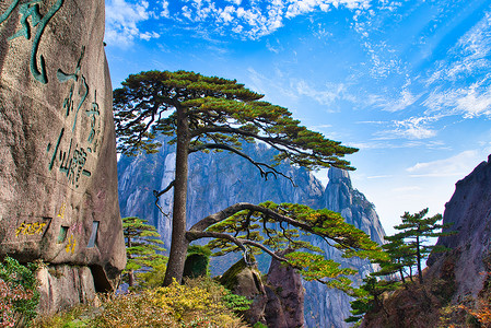 中国画装饰画摄影照片_黄山国家公园入口处的欢迎松林.黄山风景(黄山).教科文组织世界遗产所在地。中国安徽省.