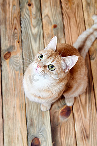 vbeautiful 红猫坐在旧木地板上。姜猫的画像。毛茸茸的可爱猫咪，抬头。猫没有从上面拍摄的品种。魔术猫与明亮的绿色眼睛和聪明的表达.